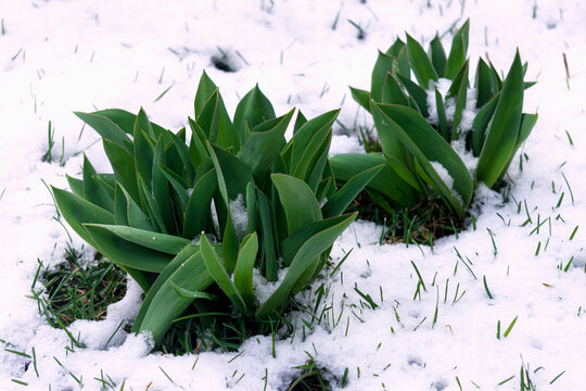 Tulip leaf bushes are poking through the snow.
