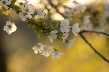 fiori di ciliegio in primavera al tramonto