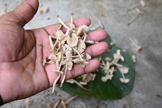 Termitomyces mushrooms. It is&nbsp;a genus of edible mushrooms that grow in association with termite nests.&nbsp;These known for their taste. They are rich in vitamins and they increase the immunity of our body