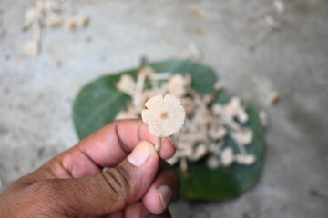 Termitomyces mushrooms. It is a genus of edible mushrooms that grow in association with termite...