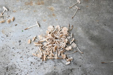 Termitomyces mushrooms. It is a genus of edible mushrooms that grow in association with termite nests. These known for their taste. They are rich in vitamins and they increase the immunity of our body