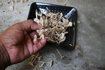 Termitomyces mushrooms. It is a genus of edible mushrooms that grow in association with termite...