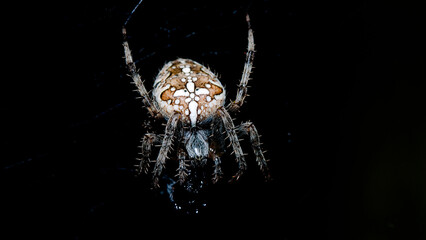 spider on a web