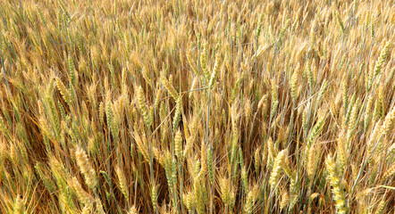 many ripe ears of golden wheat ripe in early summer ready for harvest