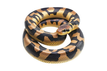 Coiled yellow and black patterned snake, isolated on white transparent background, reptiles or wildlife, symbolizing Chinese Lunar New year