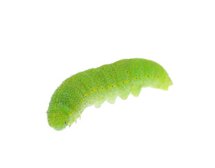 Small white caterpillar isolated on white background, Pieris rapae