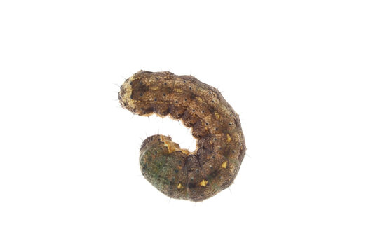 Fall Armyworm Hd