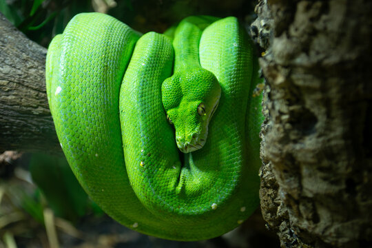 green tree python on a tree.