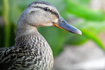 close up of a female mallard duck