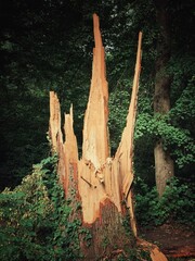 Cracked tree hit by lighning