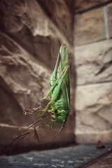 Green grasshopper hanging in spider web