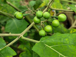 Takokak, tekokak or sparrow eggplant is a plant from the eggplant tribe whose fruit and seeds are used as vegetables or cooking spices.