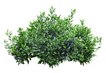 Tropical plant fence bush green shrub tree isolated on white background with clipping path.	