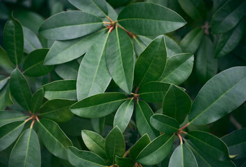 Rhododendron leaves (Ericaceae) close-up. Evergreen leaves. Beautiful green natural background