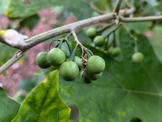 Takokak, tekokak or sparrow eggplant is a plant from the eggplant tribe whose fruit and seeds are used as vegetables or cooking spices.
