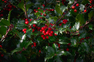 Closeup of red berries and shiny green leaves of Christmas Holly (Ilex aquifolium). Selective focus and dark background. traditional Christmas plant