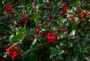 Closeup of red berries and shiny green leaves of Christmas Holly (Ilex aquifolium). Selective focus and dark background. traditional Christmas plant