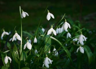 White snowdrops (Galanthus nivalis) blooming. First spring flowers. Beautiful spring flower background. Selective focus