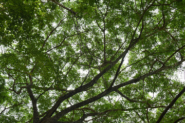 Trees with dense green leaves under the sky in Indonesian tropical forest, in natural background concept.