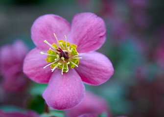 Christmas Rose (Helleborus Niger,  black hellebore) flowers close-up. winter-blooming evergreen perennial. early spring flowers. spring floral background.