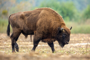 European bison - Bison bonasus in the Knyszyn Forest (Poland) © szczepank