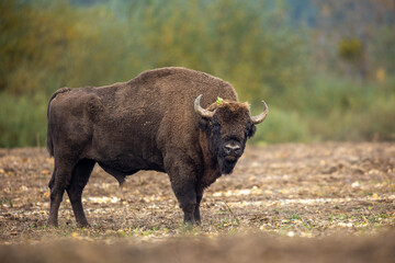 European bison - Bison bonasus in the Knyszyn Forest (Poland)