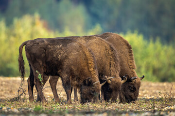 Fototapeta premium European bison - Bison bonasus in the Knyszyn Forest (Poland)