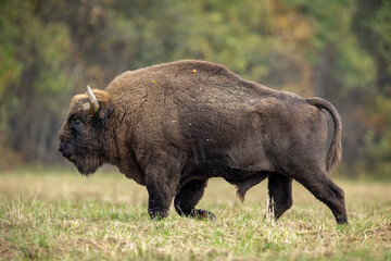 Fototapeta premium European bison - Bison bonasus in the Knyszyn Forest (Poland)