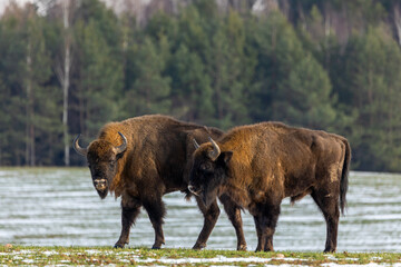 European bison - Bison bonasus in the Knyszyn Forest (Poland) © szczepank