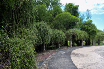 Obraz premium Weeping willow trees and Thyrsostachys bamboo or Japanese bamboo in Indonesian city parks. with a blue sky background during the day