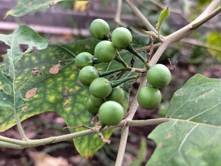 Takokak, tekokak or sparrow eggplant is a plant from the eggplant tribe whose fruit and seeds are used as vegetables or cooking spices.