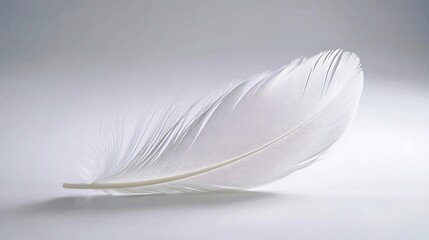A single white feather rests gently on a white surface