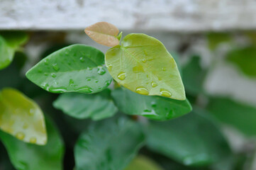 ficus pumila or climbing fig or MORACEAE and dew drop