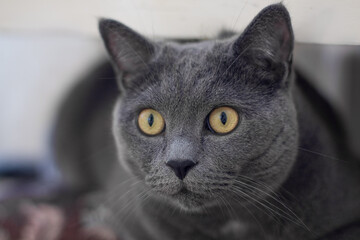 Portrait of a short-haired Scottish grey cat