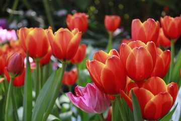 Obraz premium red and yellow tulips