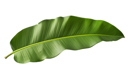 Lush Green Tropical Leaf Isolated on Black Background Perfect for Summer Designs Exotic Travel Brochures and Botanical Illustrations