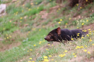 Tasmanian Devil in Natural Habitat