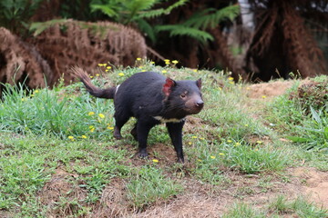Tasmanian Devil in Natural Habitat