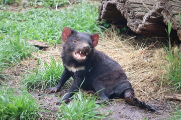 Tasmanian Devil in Natural Habitat