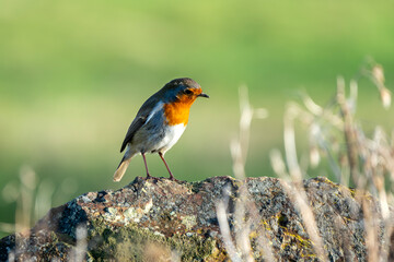 Robin redbreast ( Erithacus rubecula) bird a British European garden songbird with a red or orange breast often found on Christmas cards, wildlife stock photo image