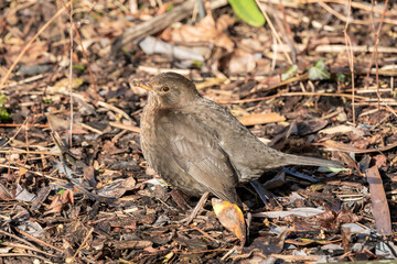 Blackbird (Turdus merula) female bird which is a common garden bird found in the UK and Europe, wildlife stock photo image