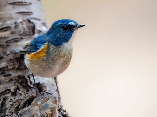 森の中で枝に留まって周りを見渡しているルリビタキの雄