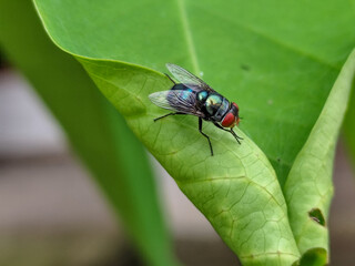 Flying insects with red eyes and thin wings perched on green leaves. This type is often seen flying in kitchens, cages and trash cans.