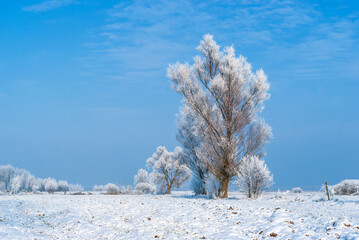 Piękno śnieznej i mroznej zimy w Dolinie Narwi i Biebrzy - Podlasie, Polska