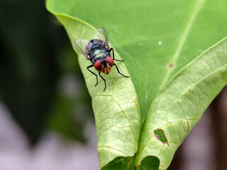 Flying insects with red eyes and thin wings perched on green leaves. This type is often seen flying in kitchens, cages and trash cans.