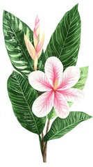 Obraz premium pink lily isolated on white