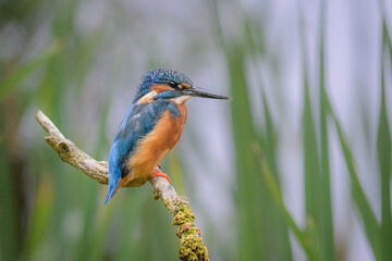 Colourful male kingfisher perched up in the reeds waiting to go fishing