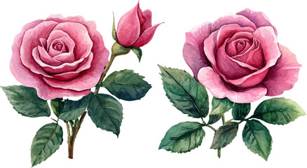 Fototapeta premium pink rose on white background