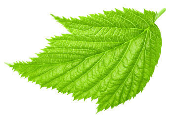 Raspberry leaf isolated on white background