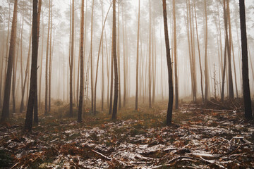 wycinka lasu,mgła  © Marcin Łazarczyk